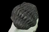 Bargain, Enrolled, Pedinopariops Trilobite - Mrakib, Morocco #137587-4